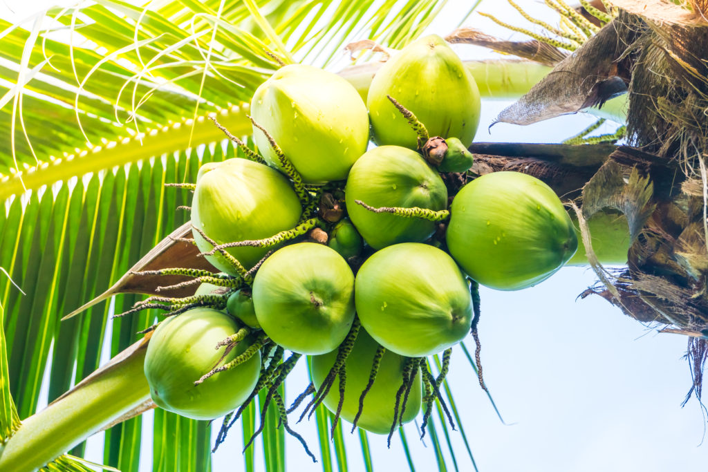Coco en palmera
